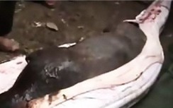 Kinh hoàng rắn khổng lồ chết nghẹn vì nuốt cả con lợn khủng