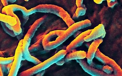 200 chuyên gia y tế bàn về thuốc chống virus Ebola tại Geneva