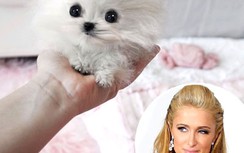 Paris Hilton mua chó cưng 13 nghìn đô
