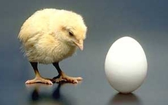 Giải mã bí ẩn con gà hay quả trứng sinh ra trước