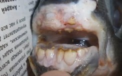 Bắt được cá lạ có hàm răng như của con người