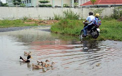 Sài Gòn: Đường biến thành ao cho vịt bơi lội