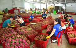 Tăng kiểm soát thanh long xuất sang châu Âu