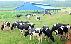 Hanoimilk xây dựng trang trại 2.000 con bò sữa