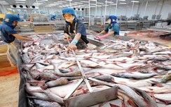 Việt Nam không bán phá giá cá tra, cá basa vào Mỹ