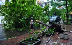 Hà Nội đối phó với cây gãy đổ mùa mưa bão