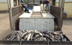 Tịch thu, tiêu hủy hơn 3 tấn cá tầm nhập lậu