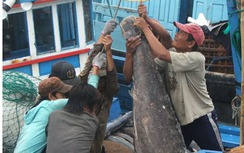 Phú Yên: Hơn 300 tỷ đầu tư đánh bắt cá xa bờ