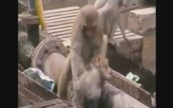 Cảm động cảnh khỉ lao ra cứu đồng loại bất tỉnh vì điện giật