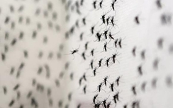 Trung Quốc xác nhận ca nhiễm virus Zika đầu tiên