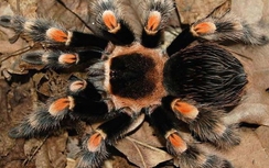 Nọc độc của nhện có thể bào chế làm thuốc giảm đau hiệu quả