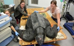 Giải cứu chú rùa biển quý hiếm nặng tới 215kg