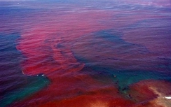 Những cơn thủy triều đỏ khủng khiếp nhất thế giới