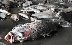 Thêm nhiều mẫu cá Hà Tĩnh nhiễm xyanua kịch độc