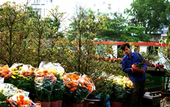 Nhộn nhịp tại chợ hoa Bến Bình Đông lâu đời nhất Sài Gòn