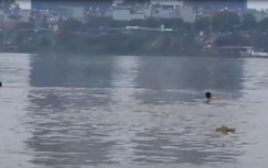 Sốc cảnh "các cụ" bơi lội trên sông Hồng giữa trời lạnh cóng