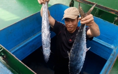 Ngư dân Hà Tĩnh trúng đậm mẻ cá thu giá gần 400 triệu đồng
