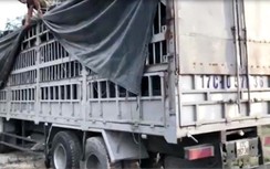 CSGT Nghệ An tóm gọn chiếc xe tải chở gần 500 chiếc lốp lậu
