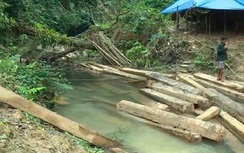 Để rừng “chảy máu”, Phó Chủ tịch huyện Tuyên Hóa bị kỷ luật