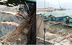 Cá, mực ở bè nổi cảng Vũng Áng chết trắng bất thường