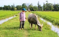 Thực hư thông tin trâu bò phải đóng “phí”… gặm cỏ ở Quảng Bình