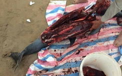 Xem xét xử phạt 2 người dân xẻ thịt cá heo ở Đồ Sơn