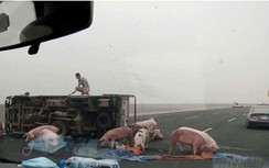 Xe tải nổ lốp lật nghiêng, đàn lợn nháo nhác trên đường cao tốc