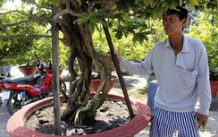 Tận thấy cây “mai lục bình” giá 650 triệu chưa bán