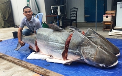 Cặp cá tra “khủng” nặng hơn 360kg “bơi” từ Lào về Sài Gòn