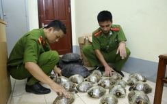Lạng Sơn: Thu giữ 26 con rùa đen quý hiếm