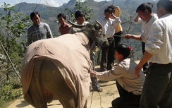 Nông dân Lào Cai thiệt hại hơn 2 tỷ đồng do băng tuyết