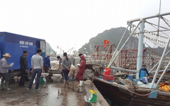 Quảng Ninh: Bắt giữ nhóm bảo kê, trấn lột ở các cảng cá