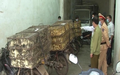 Bắt giữ hơn 3.000 gia cầm giống từ biên giới chạy vào Lạng Sơn