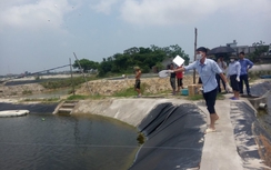 Quảng Ninh: Xuất hiện virut đốm trắng trên tôm nuôi