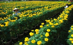 Trồng hoa Tết trên đất dự án treo, nông dân Đà Nẵng thu bộn