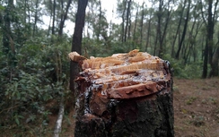 Xót xa rừng thông lớn nhất Huế bị tàn phá không thương tiếc