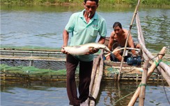 Vụ cá chết hàng loạt trên sông Bồ: Thủy điện xả nước cứu cá