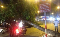 Hà Nội: Cây đổ, đường tắc 2 tiếng sau mưa lớn
