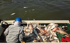 Không còn hiện tượng người dân tự ý vớt cá chết Hồ Tây