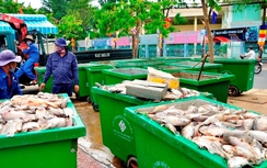 Nguyên nhân cá chết trắng kênh Nhiêu Lộc – Thị Nghè