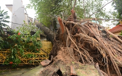 TP.HCM: Hàng loạt cây xanh đổ đè vào nhà dân sau mưa lớn