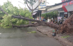 TP.HCM: 179 cây xanh đổ sau cơn bão, 1 người tử vong