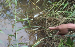 Cá chết trắng sông ở Thanh Hoá chưa rõ nguyên nhân