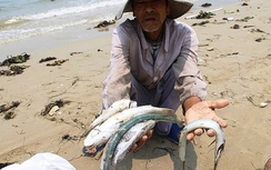 Chủ tịch Formosa nhận lỗi trước khi VN công bố nguyên nhân cá chết