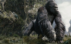 Dựng phối cảnh 3D phim Kong: Skull Island tại Hà Nội
