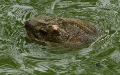 Tranh cãi đề xuất thả rùa Đồng Mô xuống Hồ Gươm