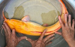 Bắt được cá trê vàng chấm đỏ kỳ lạ ở Cà Mau
