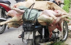Bắt xe chở lợn thối đang trên đường đi tiêu thụ