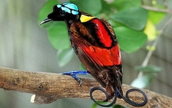 Mê mẩn ngắm loài chim Thiên đường đẹp nhất thế giới