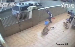 Trắng trợn "đánh" xe ô tô, nhảy qua tường nhà dân để trộm chó